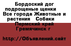 Бордоский дог подрощеные щенки.  - Все города Животные и растения » Собаки   . Пермский край,Гремячинск г.